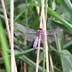 black-tailed skimmer